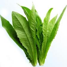 油麥菜2.jpg